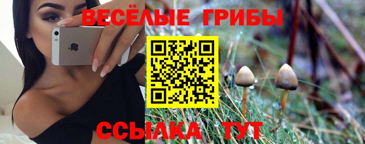 Кудрово  Псилоцибиновые грибы прущие грибы  Вход с VPN  Псилоцибиновые грибы Cubensis 